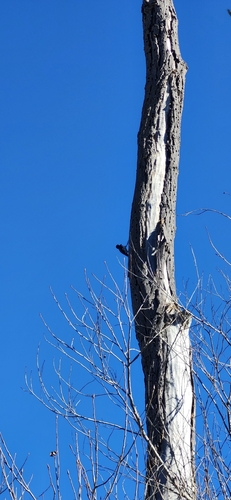 Acorn Woodpecker observed by maddy_wilkens