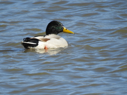 Mallard observed by williamschmidt