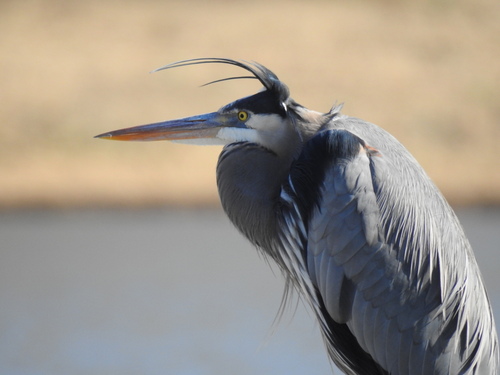 Great Blue Heron observed by williamschmidt