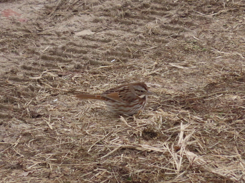 Song Sparrow observed by marylusk