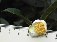 Theaceae