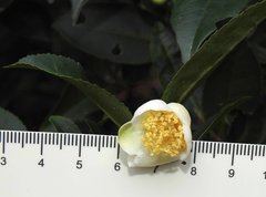 Theaceae