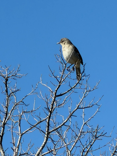 Northern Mockingbird observed by shannon_mukundan