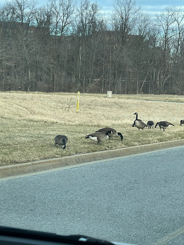 Canada Goose observed by daryn_din