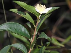 Theaceae