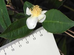 Theaceae
