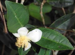 Theaceae