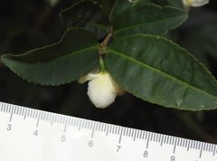 Theaceae