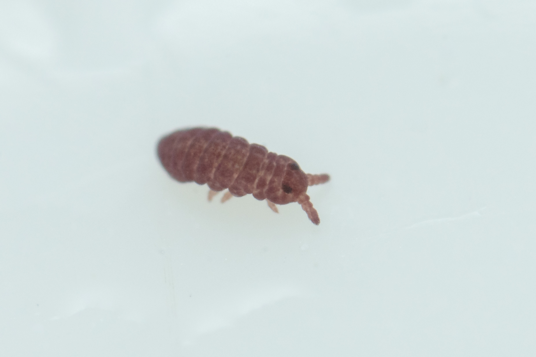 Brachystomella parvula (Schäffer, 1896)