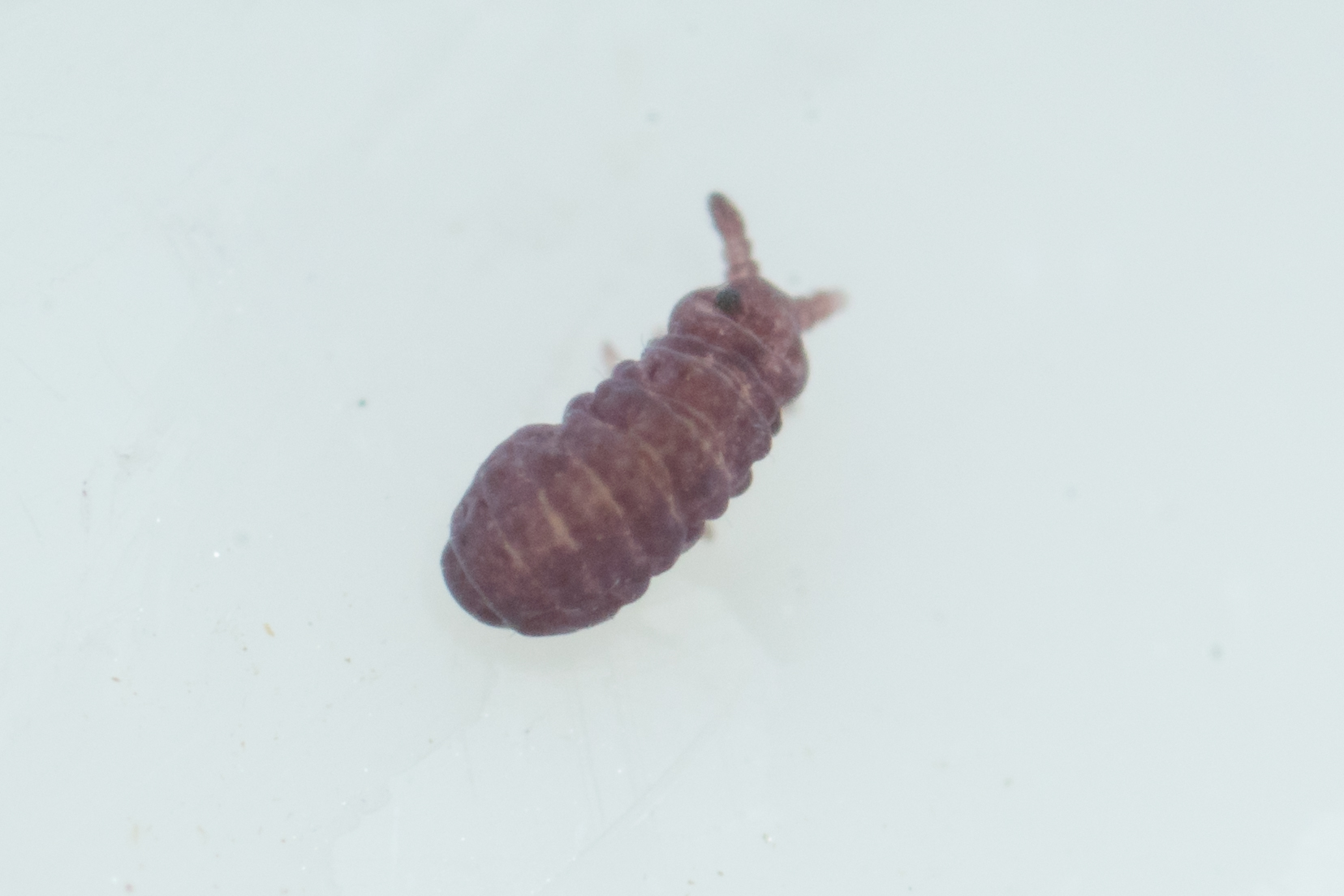 Brachystomella parvula (Schäffer, 1896)