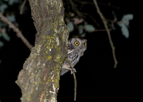 Western Screech-Owl observed by tmills