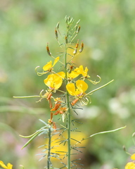 Cleome angustifolia