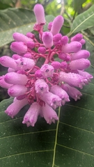 Palicourea lasiantha