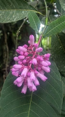 (c) Thibaud Aronson, some rights reserved (CC BY-SA) Palicourea lasiantha, photograph (c) Thibaud Aronson, some rights reserved (CC BY-SA)