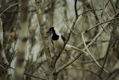 Cyanocorax mystacalis