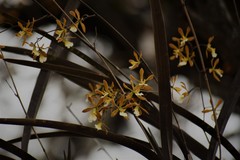 Encyclia aspera