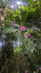 (c) Thibaud Aronson, some rights reserved (CC BY-SA) Palicourea lasiantha, photograph (c) Thibaud Aronson, some rights reserved (CC BY-SA)