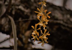 Encyclia aspera