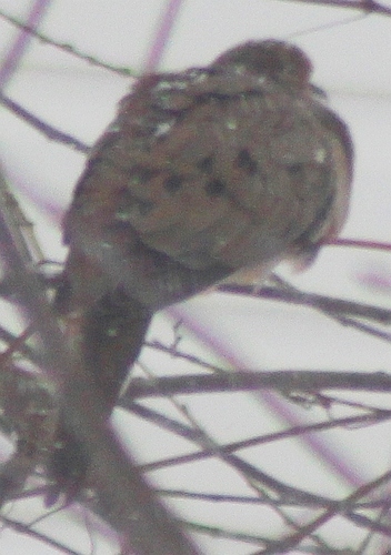 Mourning Dove observed by joebartok