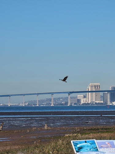Osprey observed by opal54