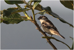 Sporophila pileata