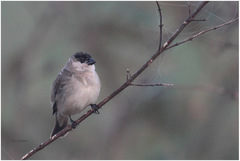 Sporophila pileata
