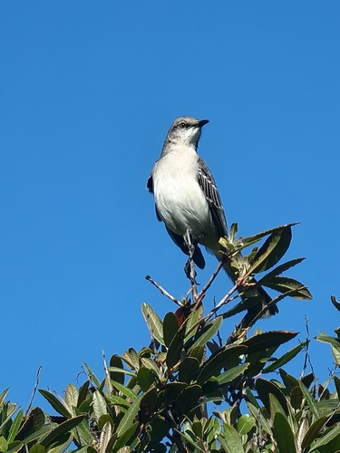 Northern Mockingbird observed by opal54