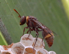 Ropalidia cincta