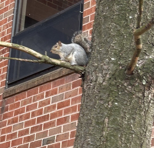 Eastern Gray Squirrel observed by liminal_leaf_litter