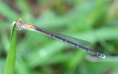 Pseudagrion sublacteum
