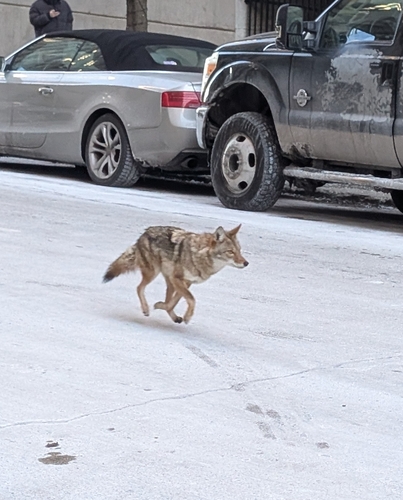 Coyote observed by tulipsonmars