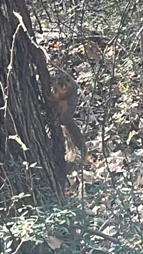 Eastern Fox Squirrel observed by cspangrud