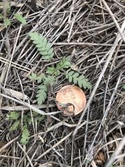Phacelia popei