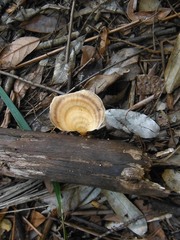 Flabellophora