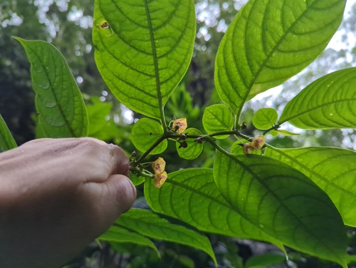 Capsicum lycianthoides (Capsicum lycianthoides)