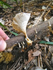 Flabellophora