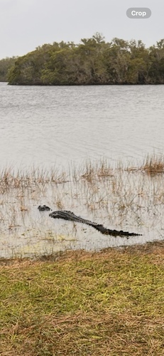 American Alligator observed by rageb4