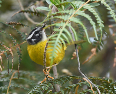 Myiothlypis basilica