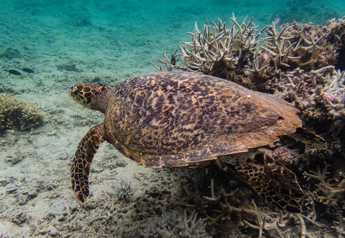 Hawksbill Sea Turtle