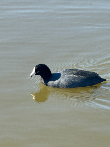 American Coot observed by scarbi
