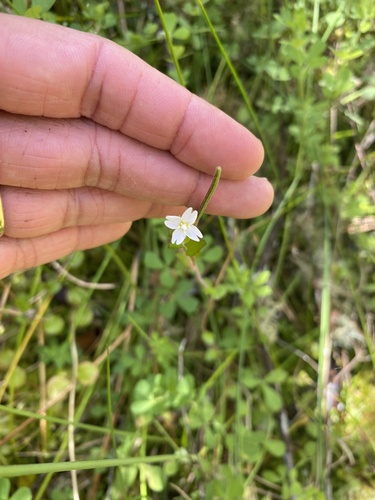 Epilobium insulare observed 2026-01-08