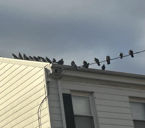 Feral Pigeon observed by liminal_leaf_litter