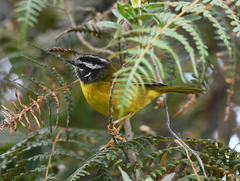 Myiothlypis basilica
