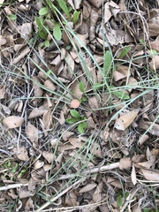 Scorzonera laciniata