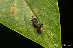 Eucharitidae