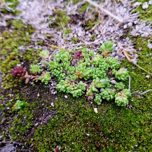 Alpine Stonecrop (Sedum alpestre)