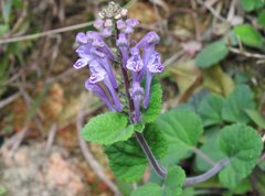 Scutellaria indica