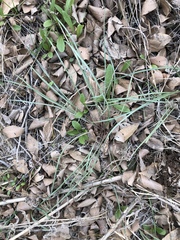 Scorzonera laciniata