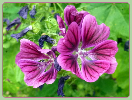 Common Mallow