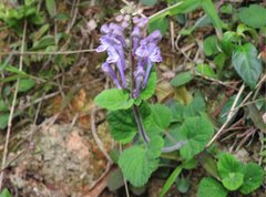 Scutellaria indica